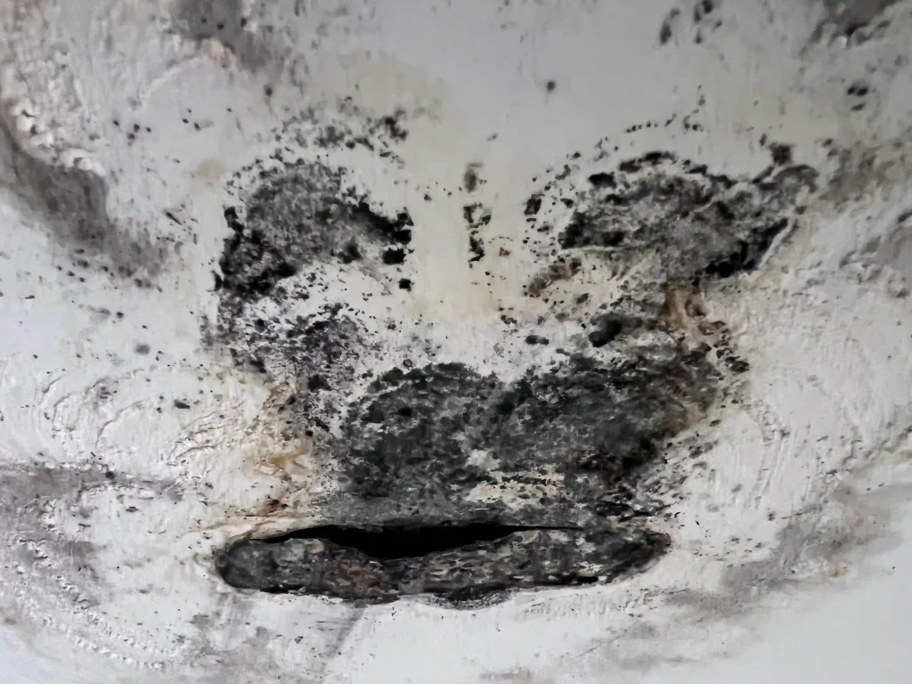 Mr Remediation Ceiling Moulds