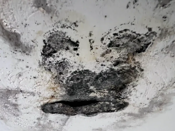 Mr Remediation Ceiling Moulds
