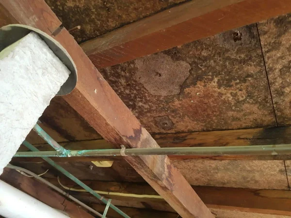 Exposed ceiling timbers with dark staining around pipework